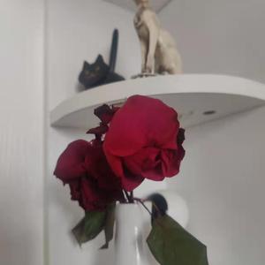 日本a片温泉下的母子
